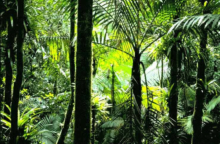 Растения и животные природной зоны экваториальные леса. Пальмы экваториальных лесов Южной Америки. Влажные экваториальные тропические леса растения. Вечнозеленые экваториальные леса Африки.